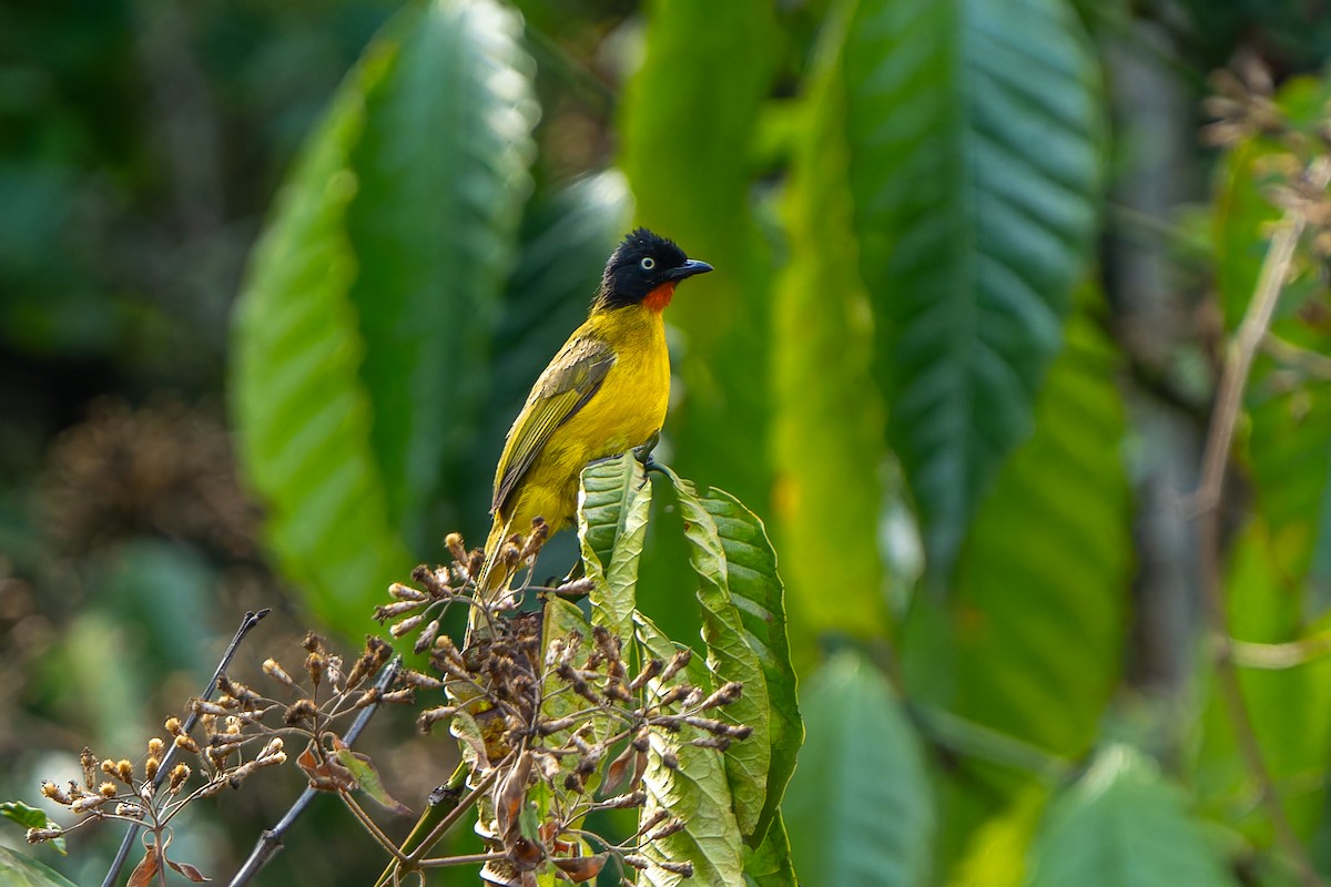 Flame-throated Bulbul - ML636408751