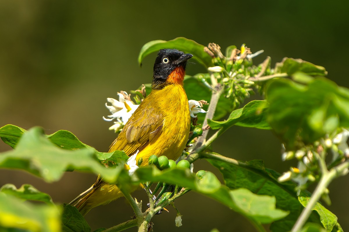 Flame-throated Bulbul - ML636408752