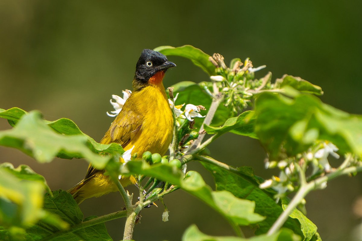 Flame-throated Bulbul - ML636408757