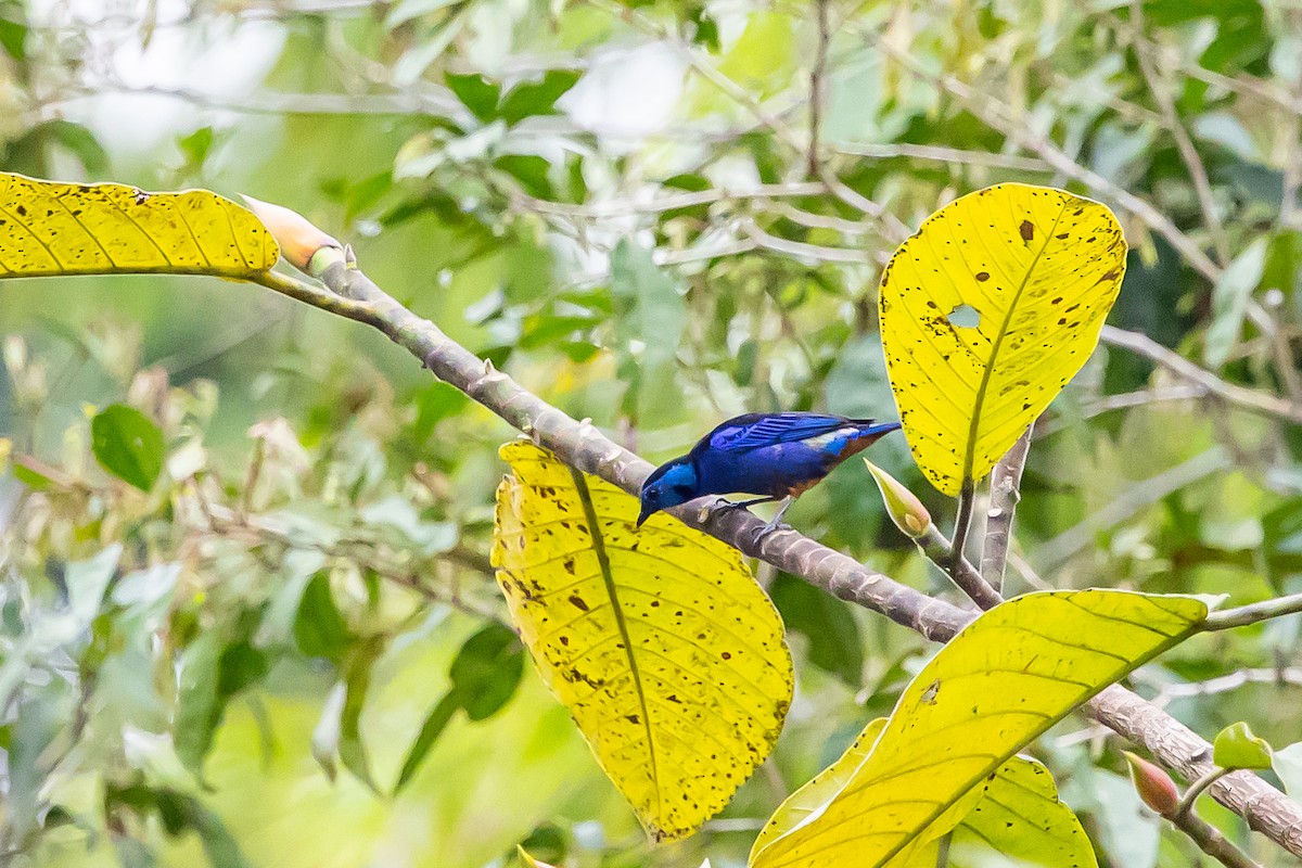 Opal-rumped Tanager - ML636408800