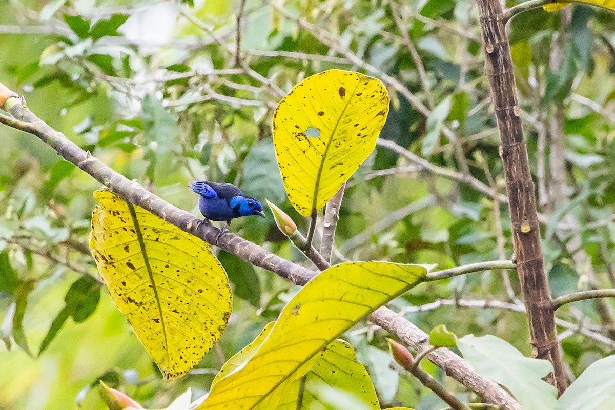 Opal-rumped Tanager - ML636408801