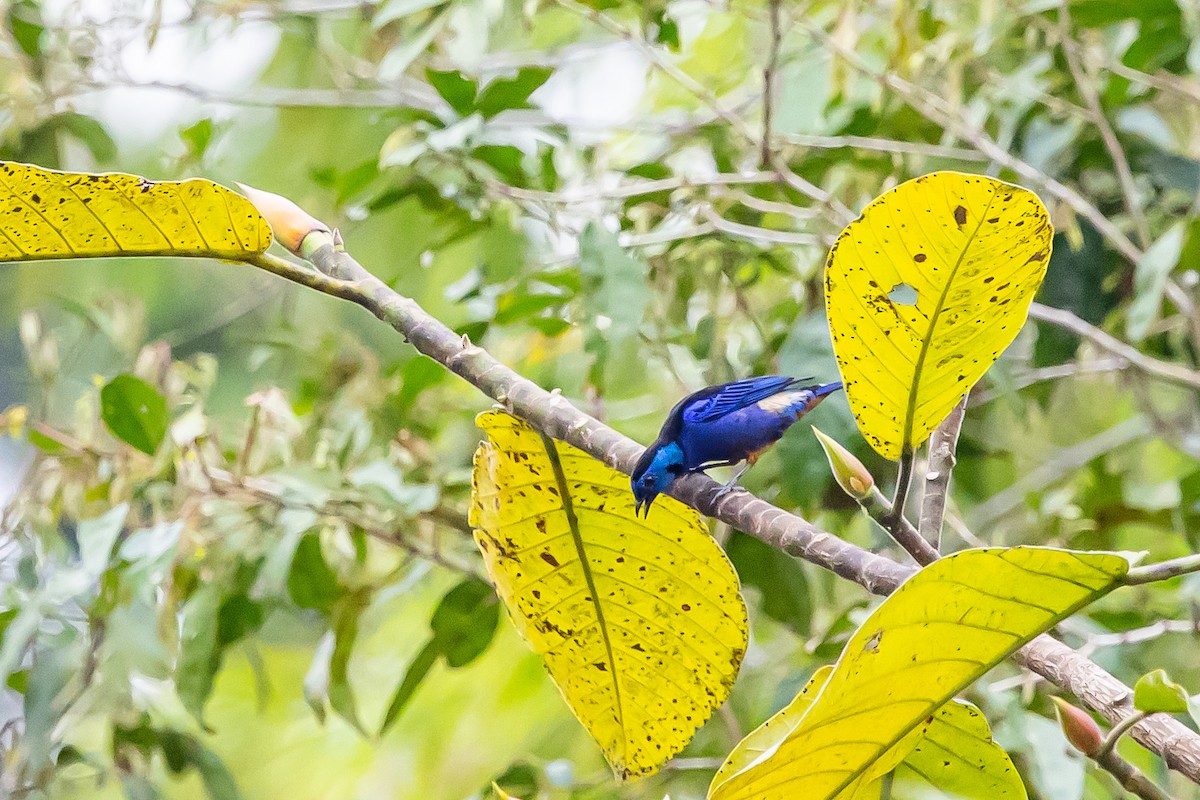 Opal-rumped Tanager - ML636408802