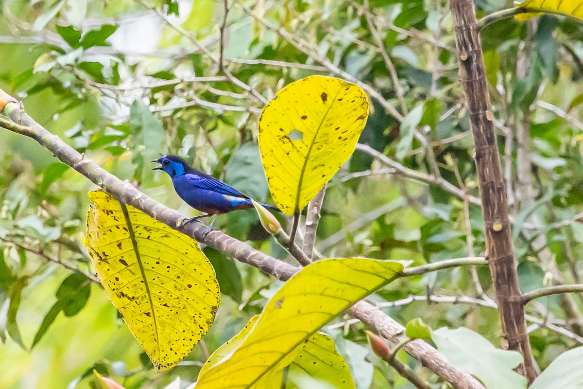 Opal-rumped Tanager - ML636408813