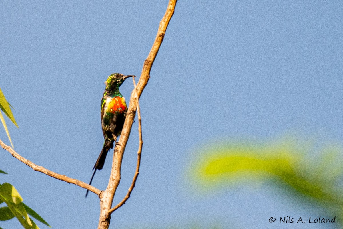 Beautiful Sunbird - ML636408831