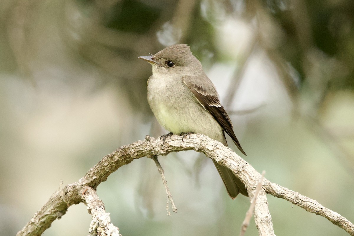 Western Wood-Pewee - ML636408848