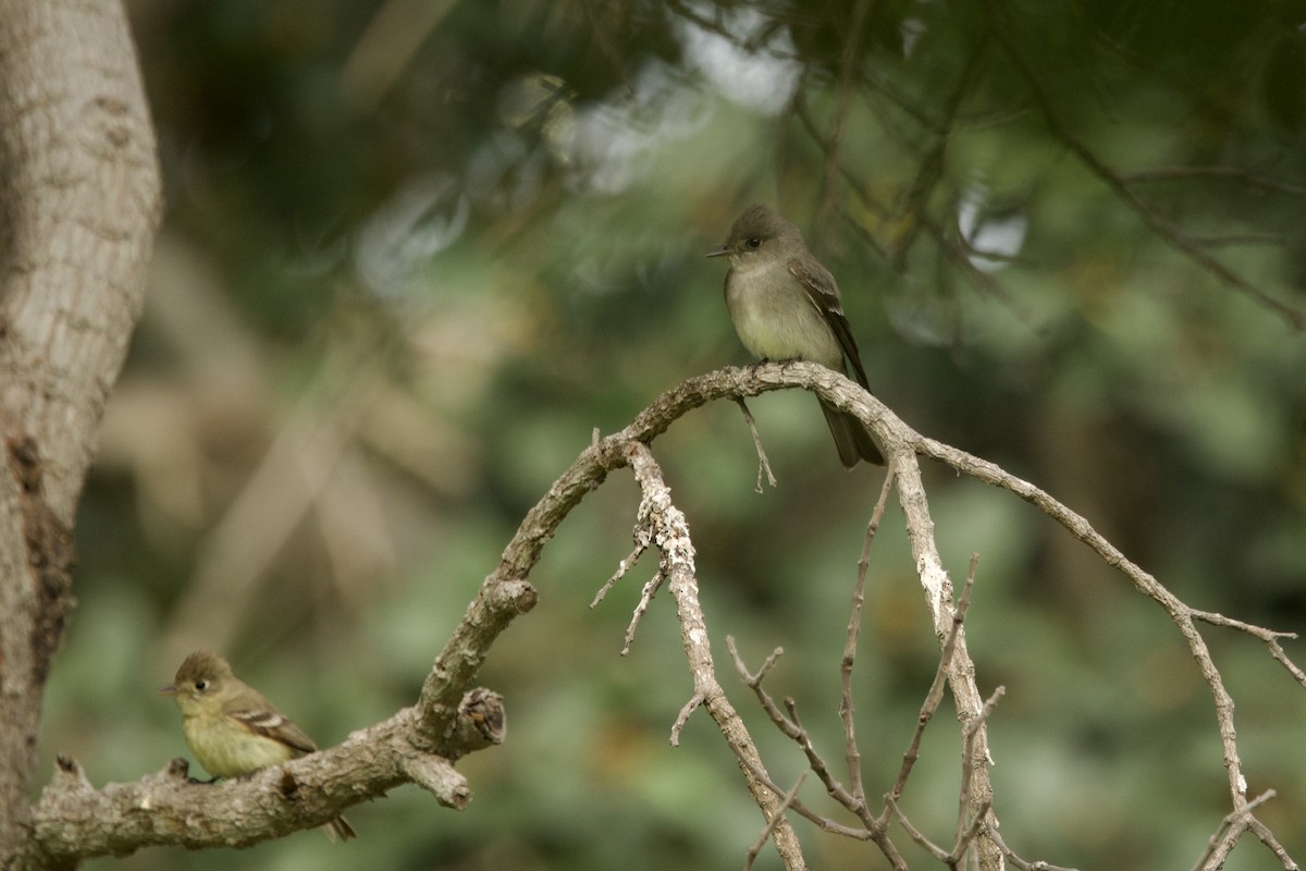 Western Wood-Pewee - ML636408849