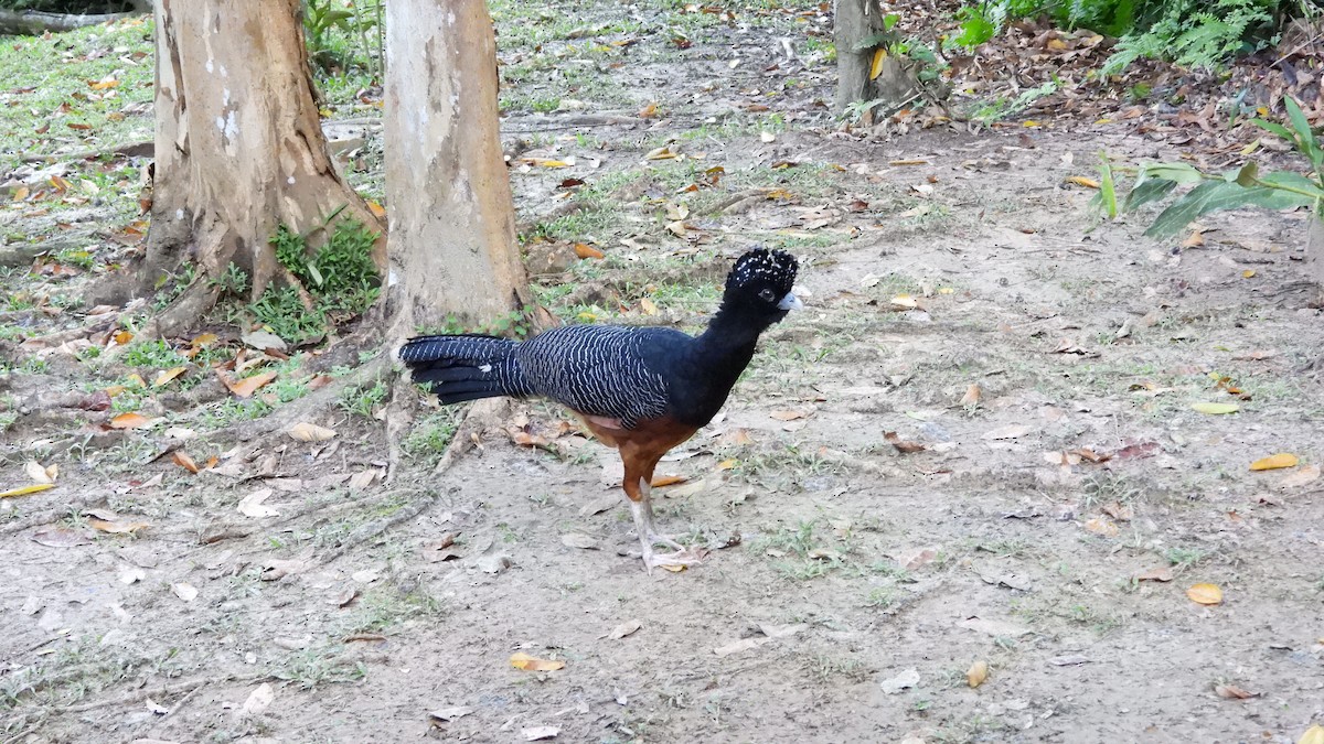 Blue-billed Curassow - ML636408857