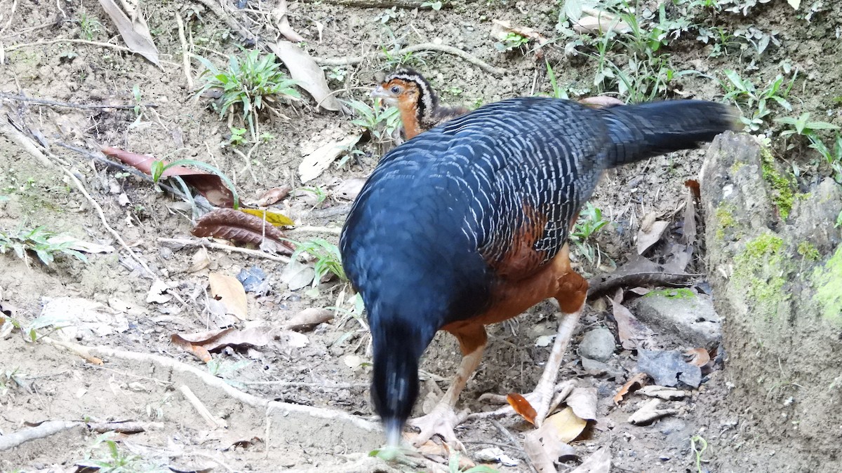 Blue-billed Curassow - ML636408858