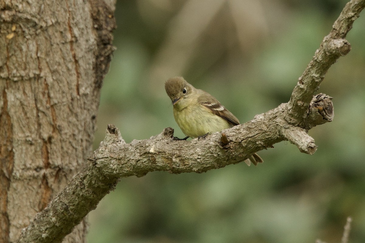 Western Flycatcher - ML636408882