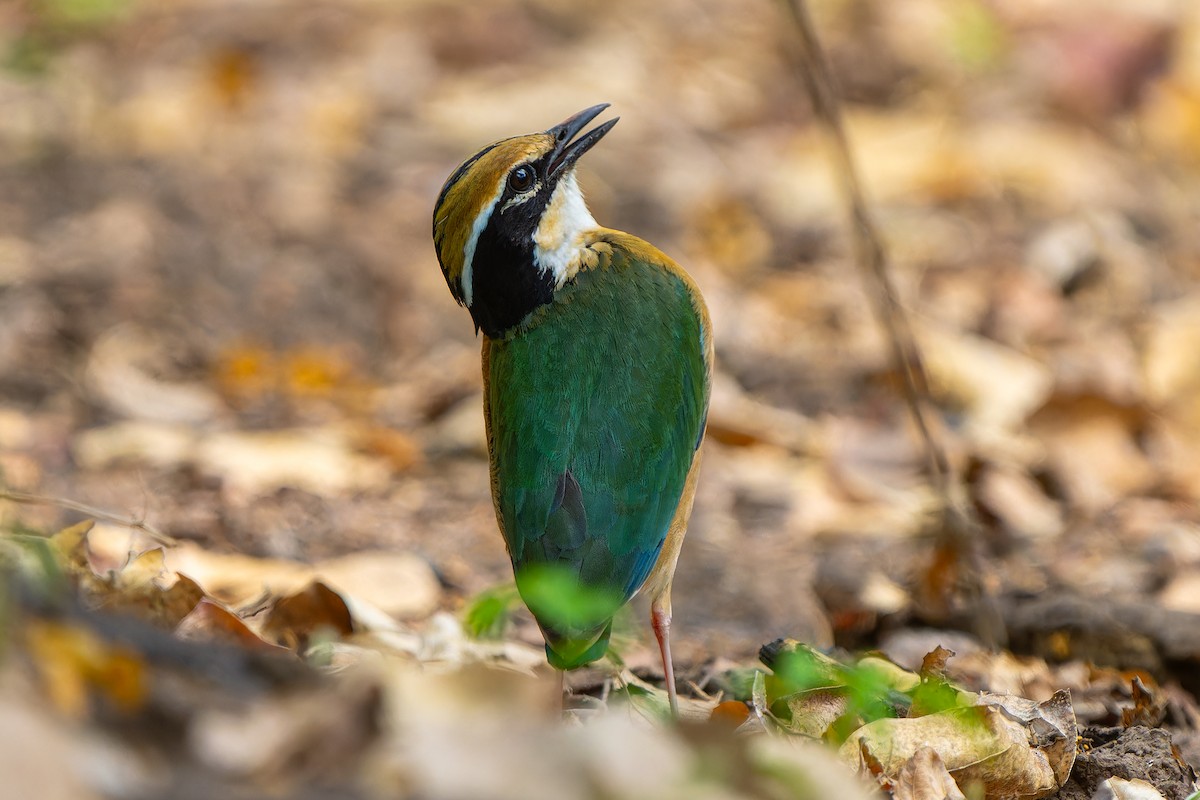 インドヤイロチョウ - ML636408899