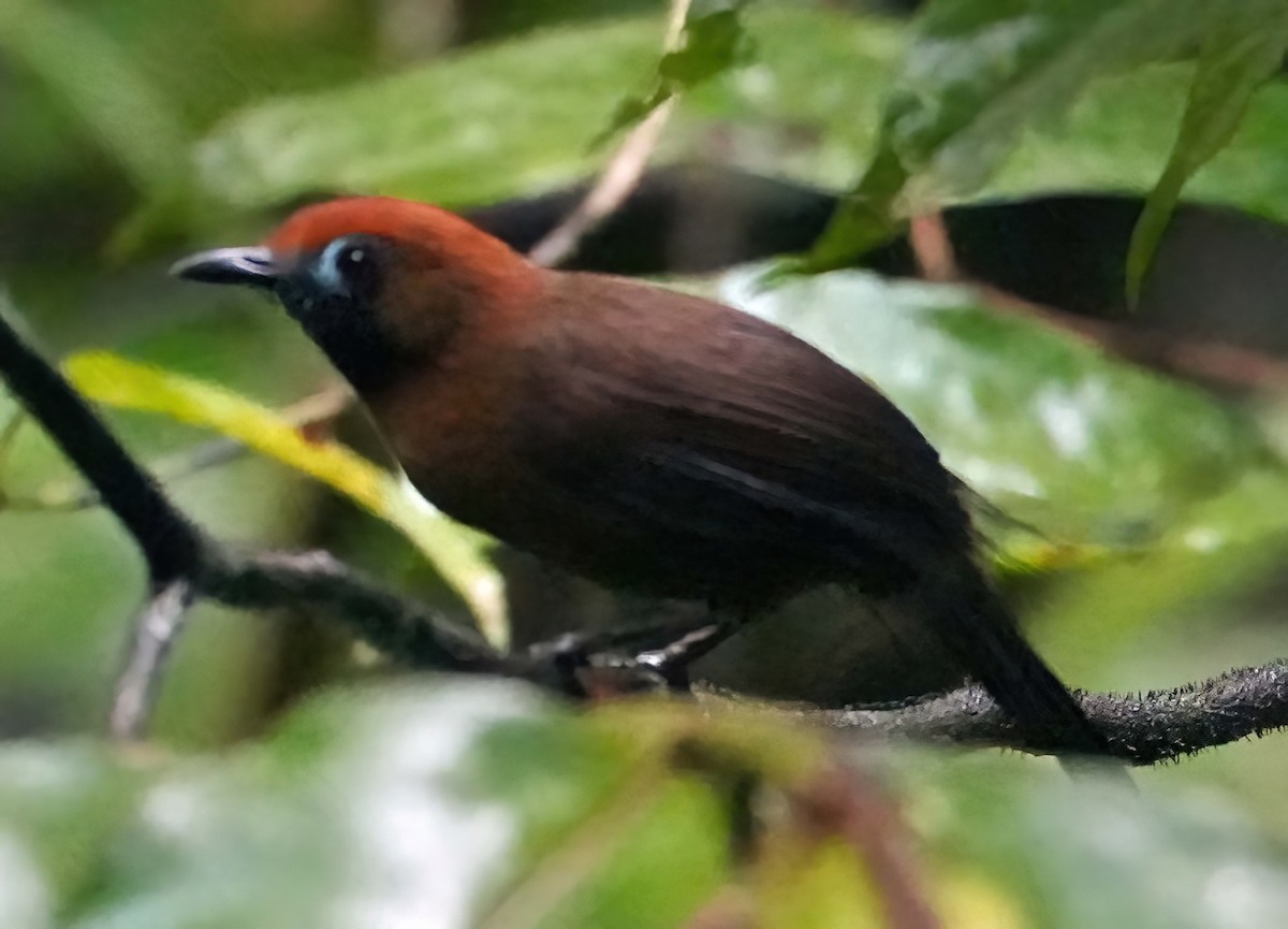 Fluffy-backed Tit-Babbler - ML636408905