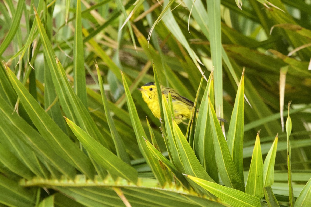 Wilson's Warbler - ML636408925