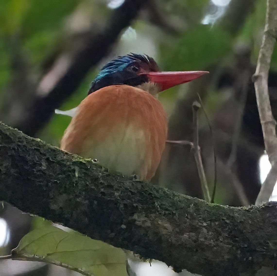 Banded Kingfisher (Black-faced) - ML636408944