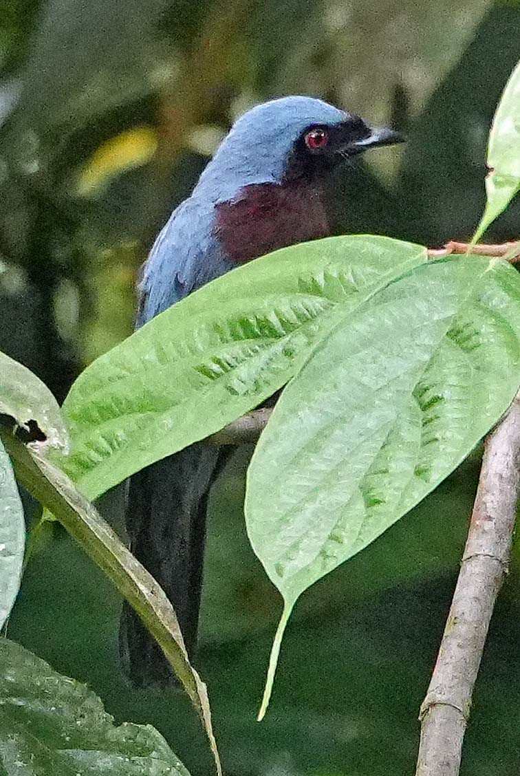 Maroon-breasted Philentoma - ML636408980