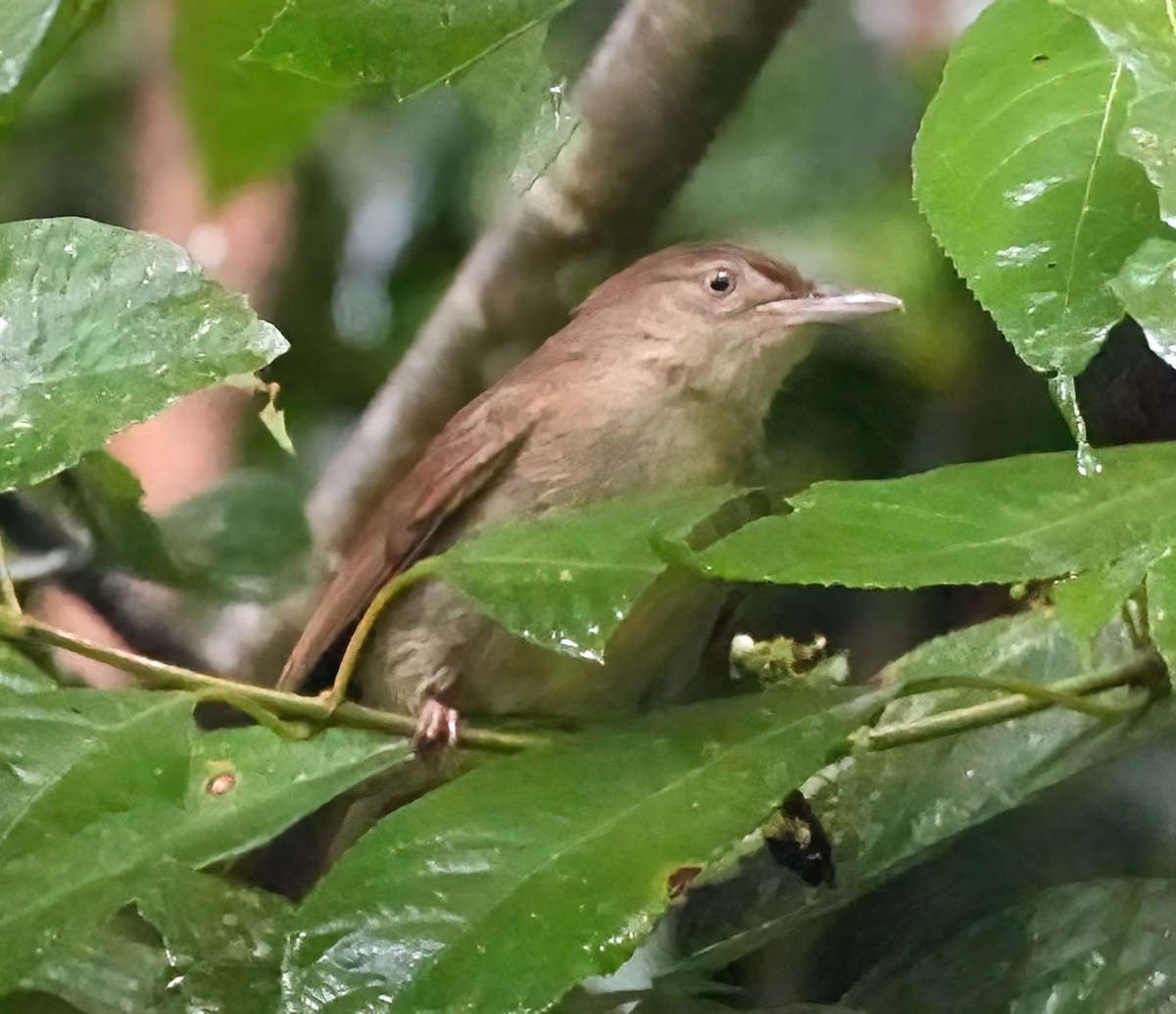 Charlotte's Bulbul - ML636408997