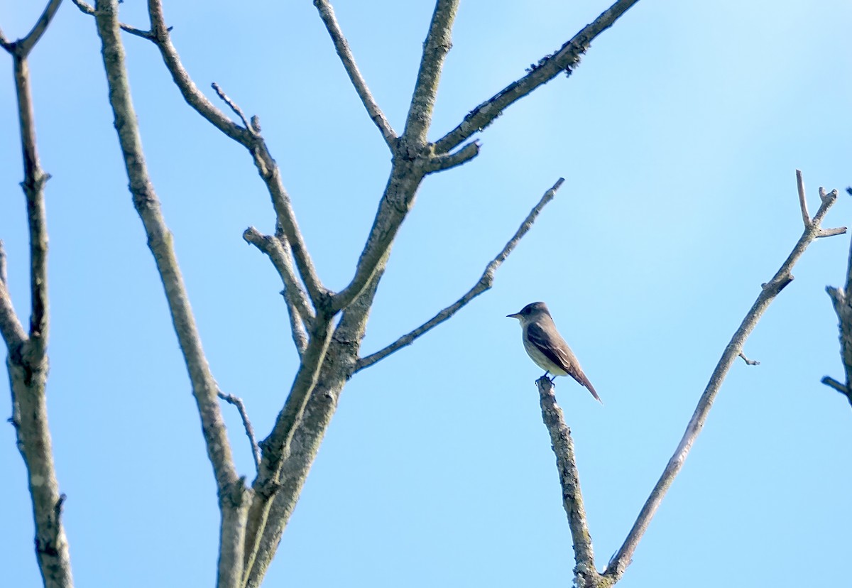 Olive-sided Flycatcher - ML636409000
