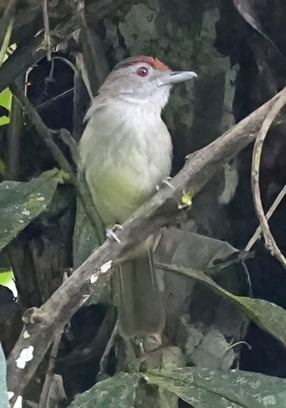 Rufous-crowned Babbler - ML636409025