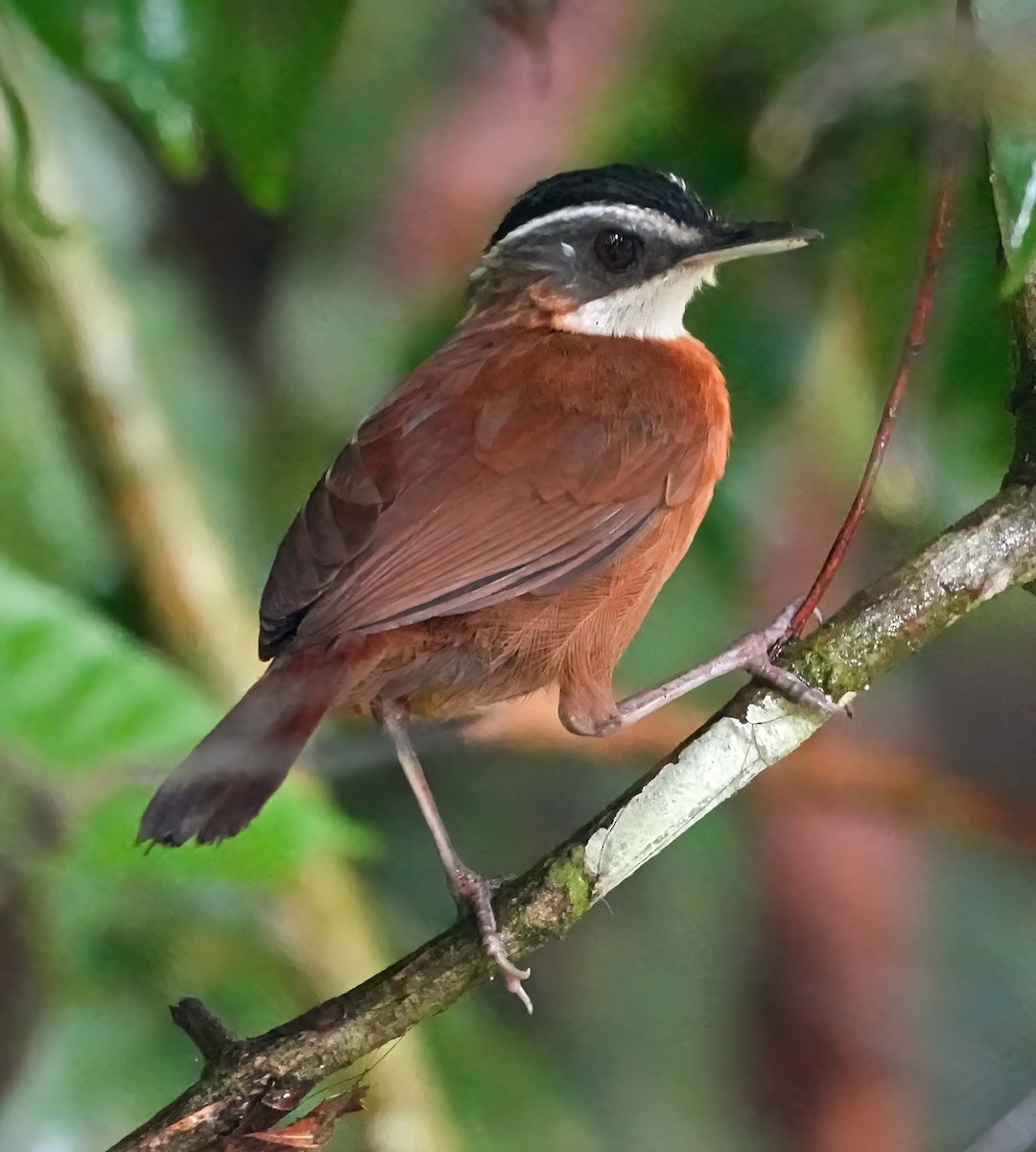 Bornean Black-capped Babbler - ML636409036