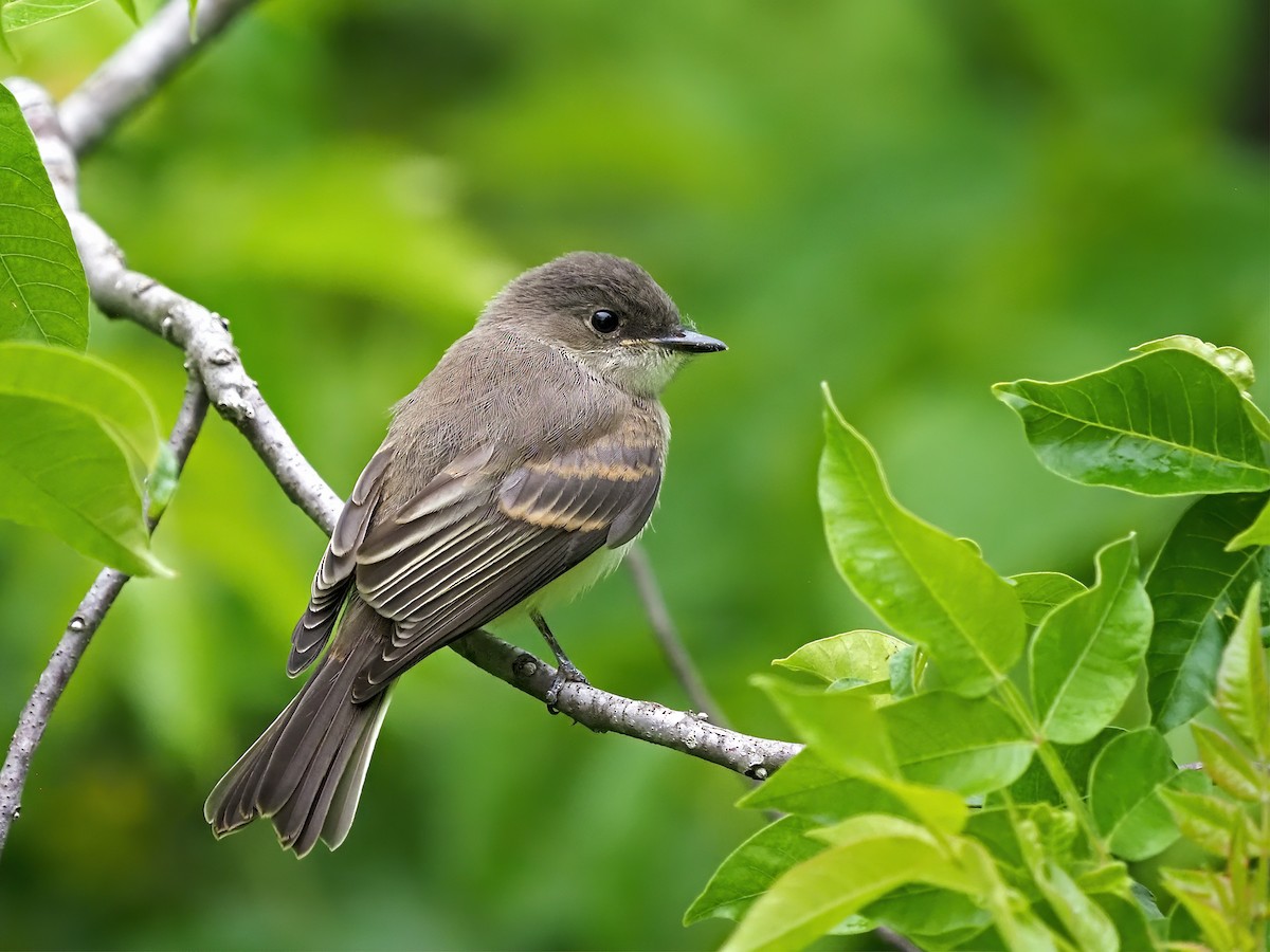 Eastern Phoebe - ML636409094