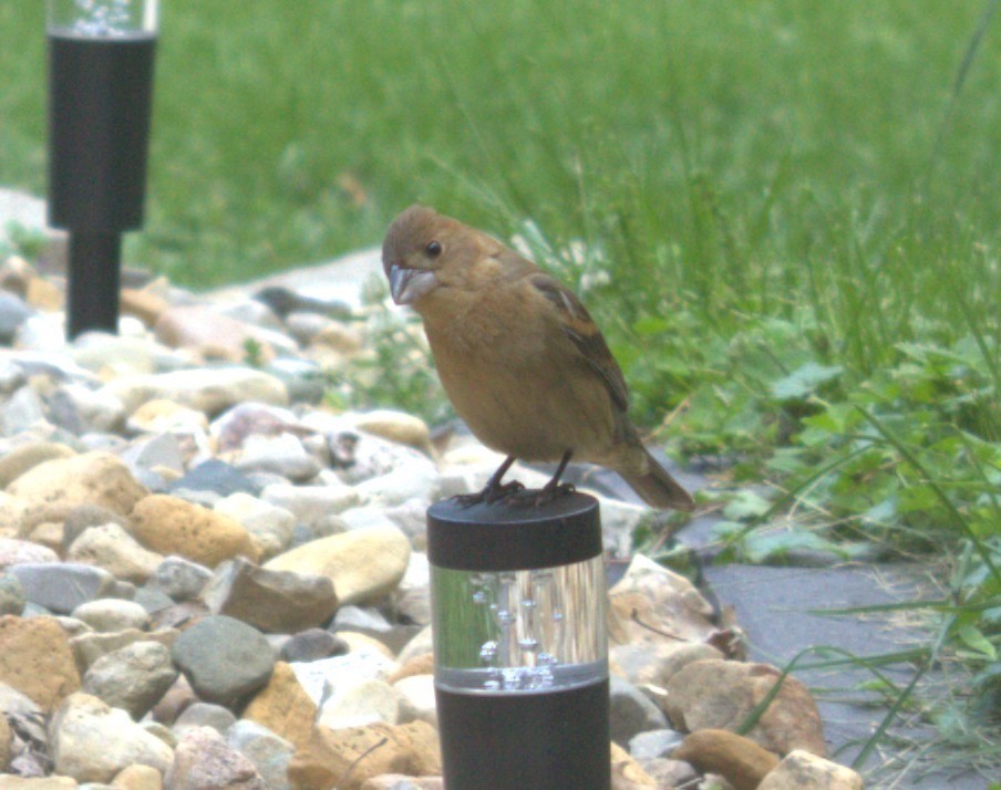 Blue Grosbeak - ML636409123