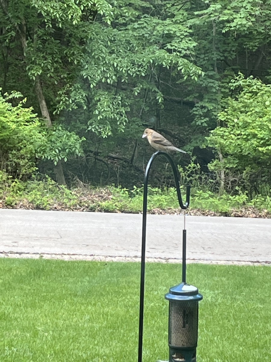 Blue Grosbeak - ML636409124