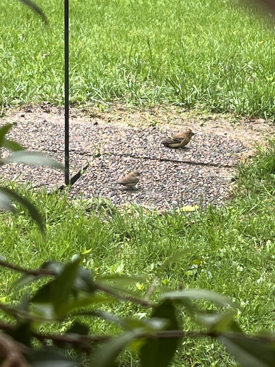 Blue Grosbeak - ML636409125