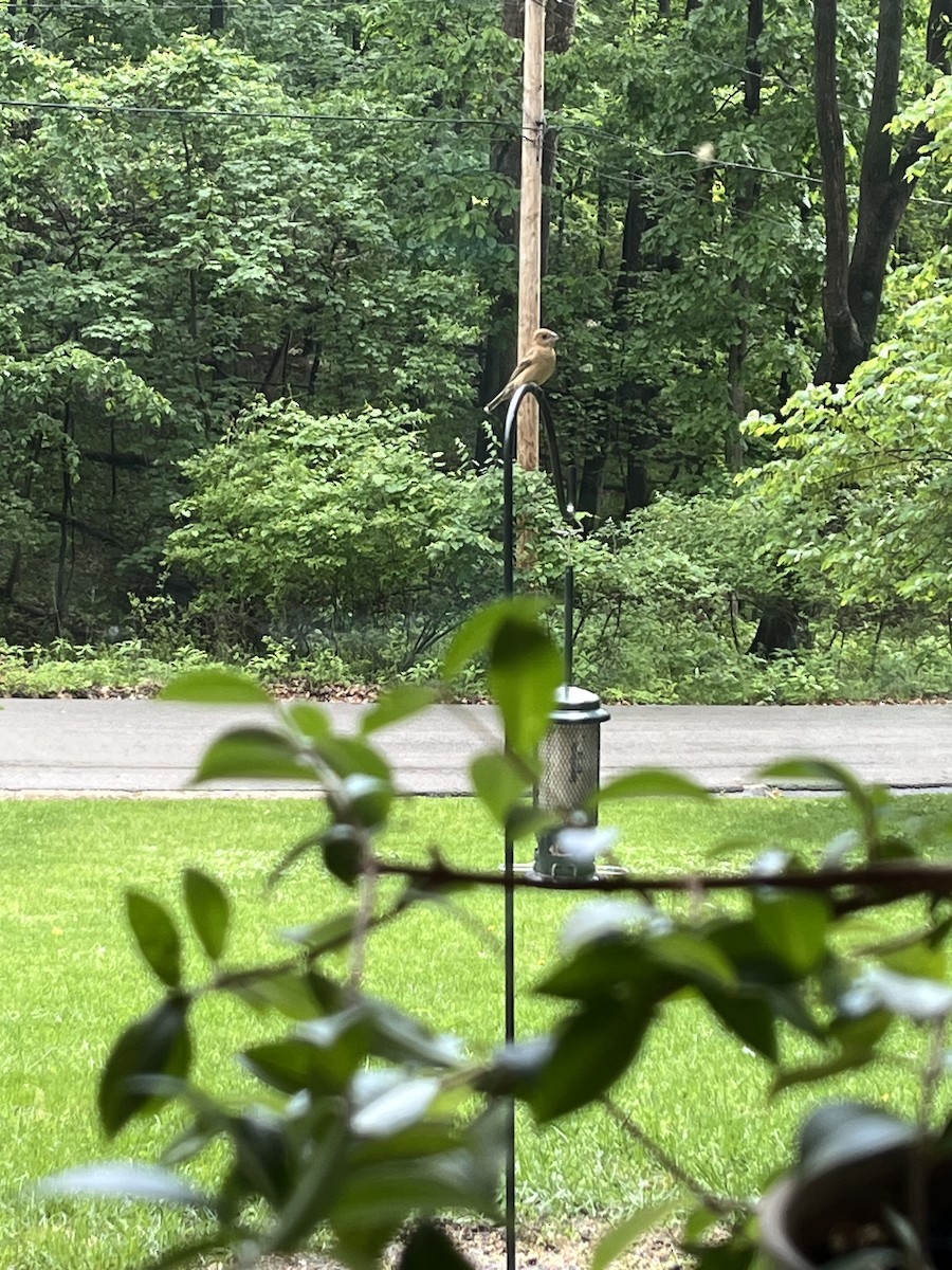 Blue Grosbeak - ML636409126