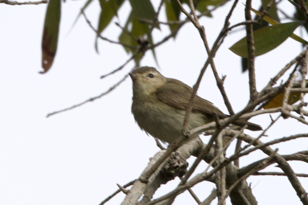 Warbling Vireo - ML636409135