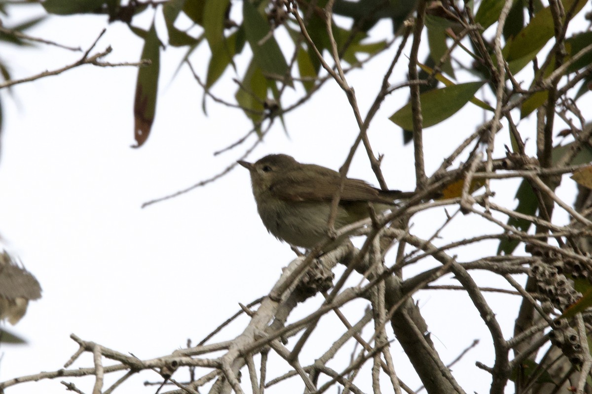 Warbling Vireo - ML636409137