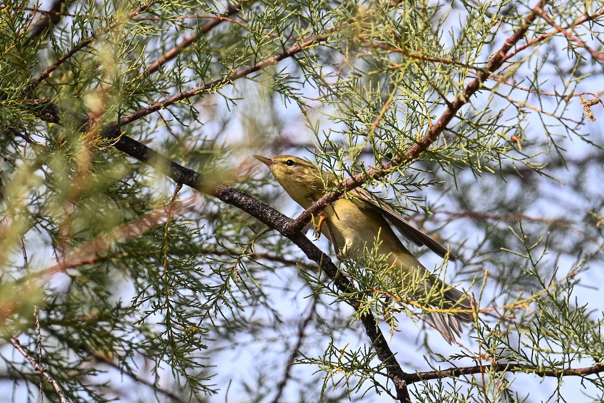 Willow Warbler - Maryse Neukomm