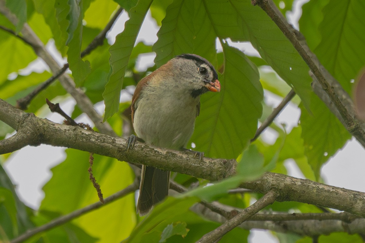 Gray-headed Parrotbill - ML636409359
