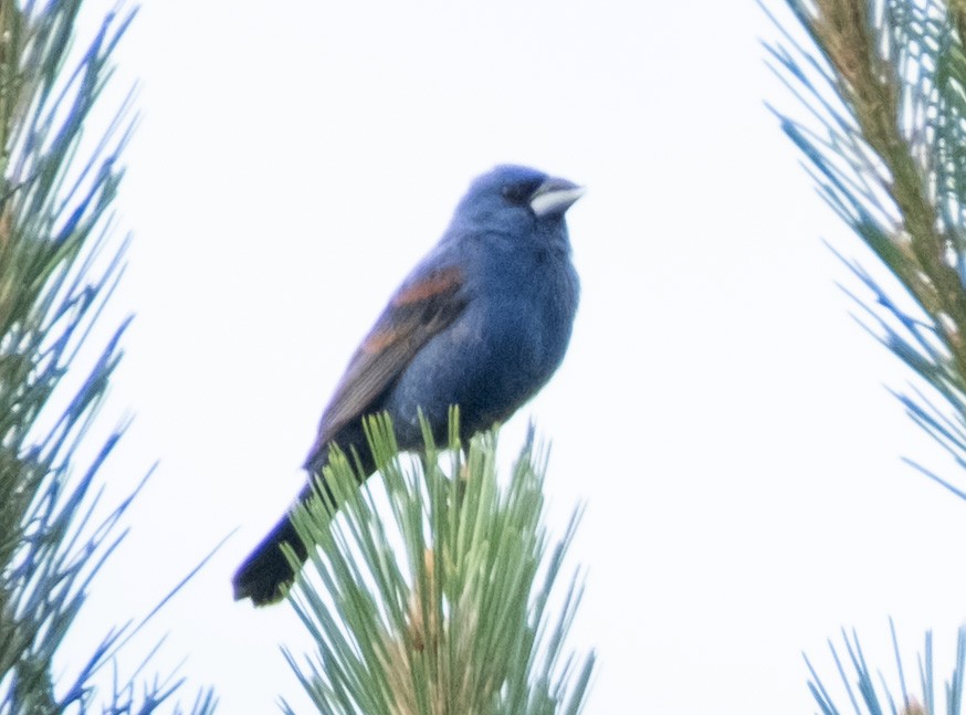 Blue Grosbeak - ML636409360