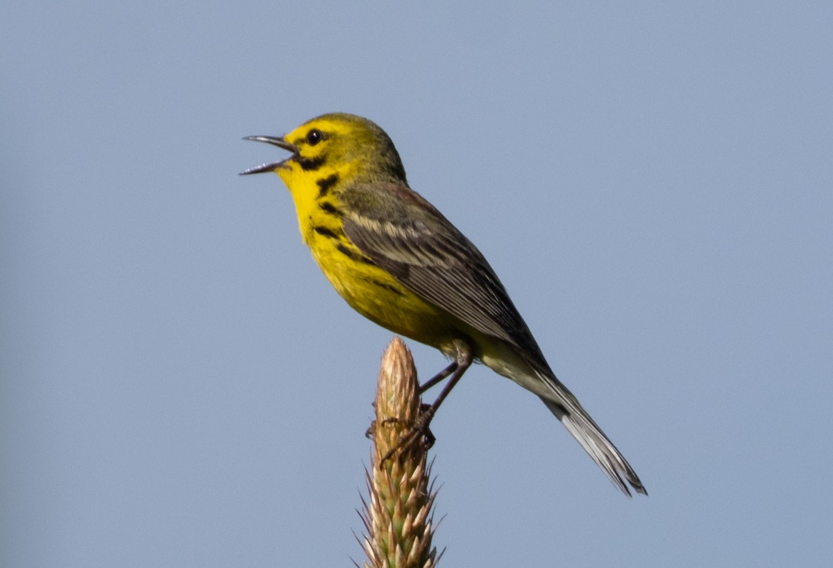 Prairie Warbler - ML636409378