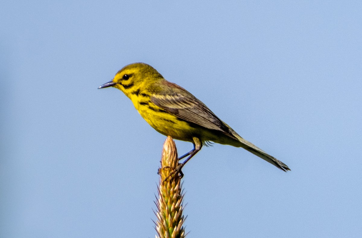 Prairie Warbler - ML636409388