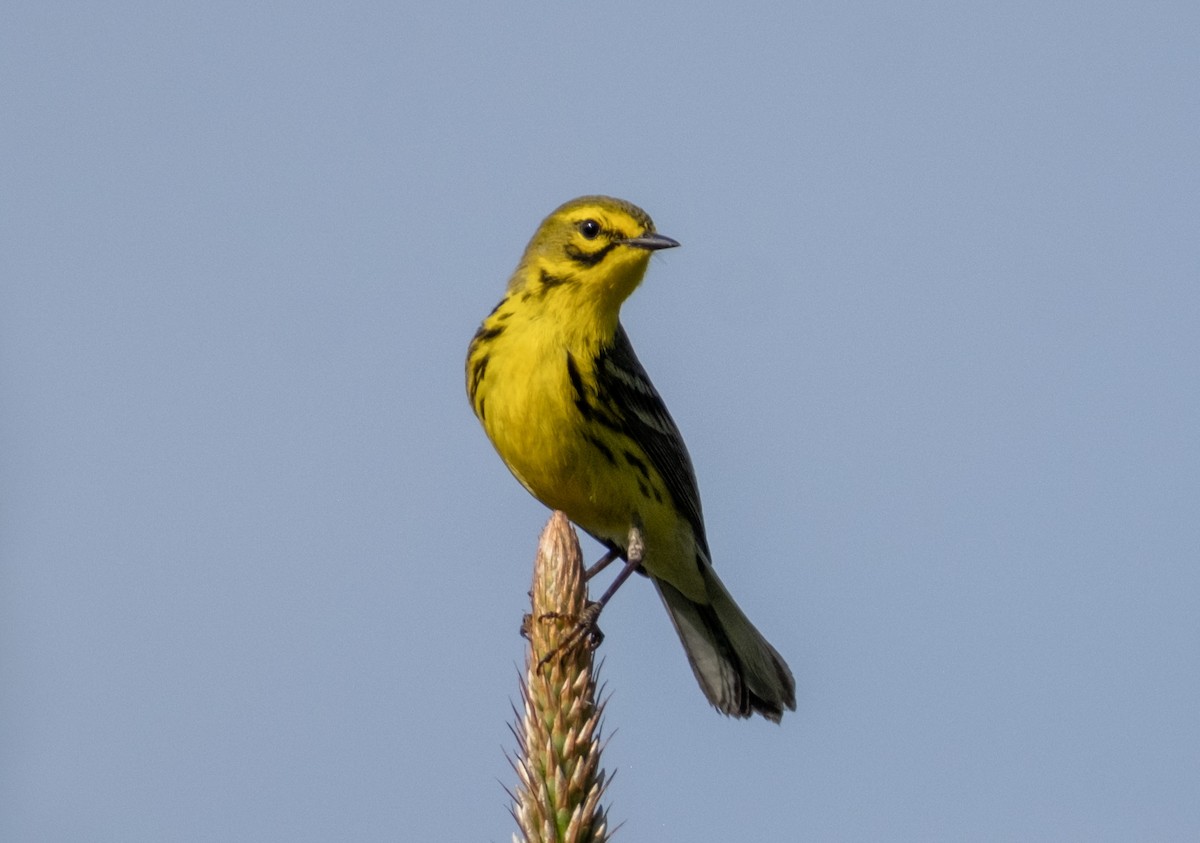 Prairie Warbler - ML636409396