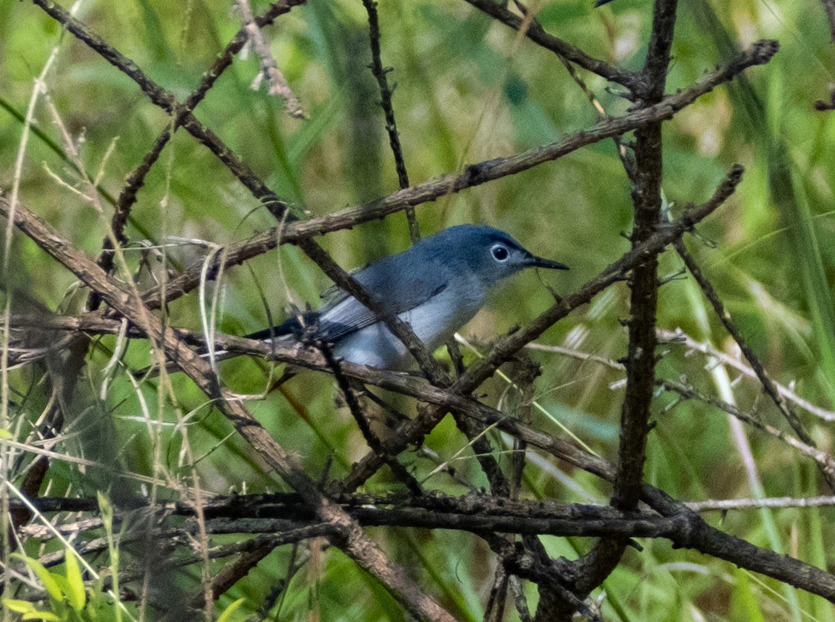 Blue-gray Gnatcatcher - ML636409411