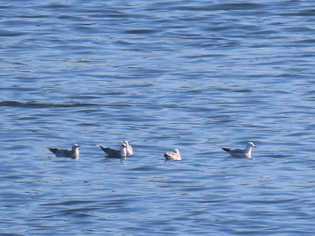 goéland ou mouette sp. - ML636409469
