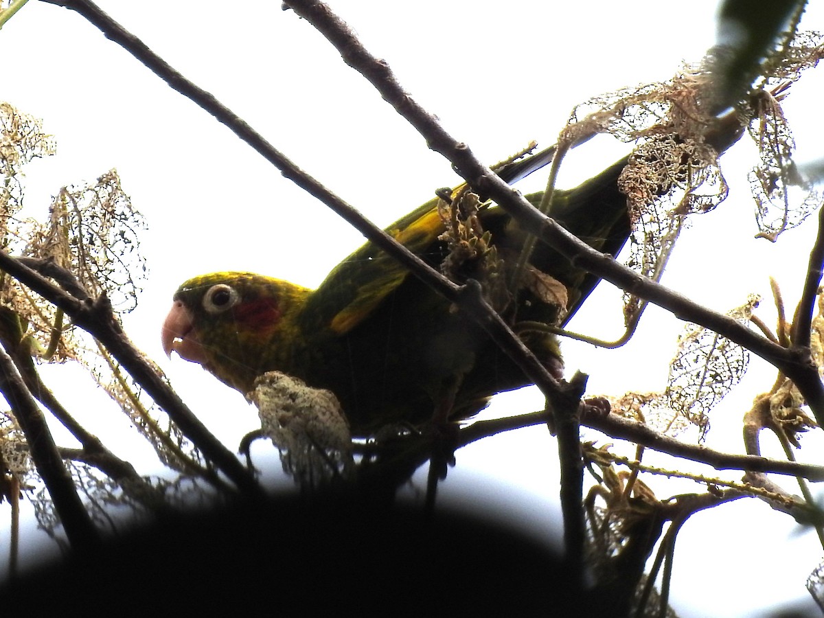 Sulphur-winged Parakeet - ML636409488