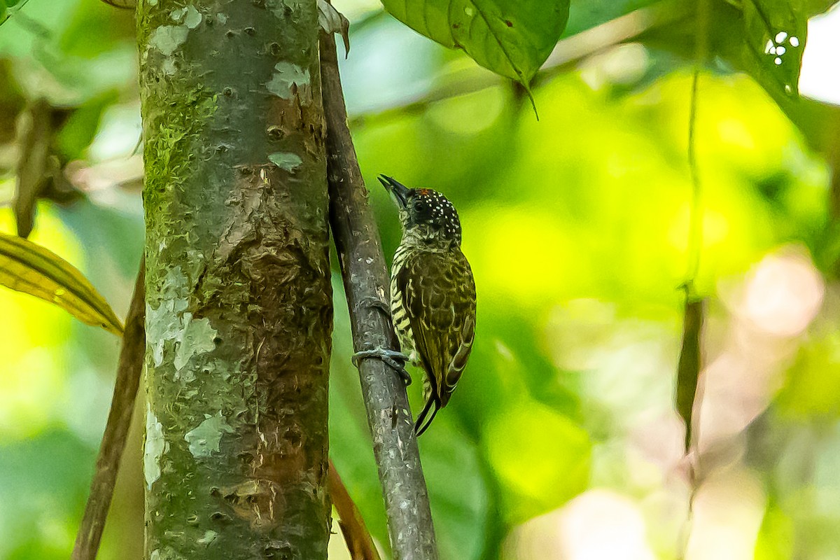 Lafresnaye's Piculet - ML636409505