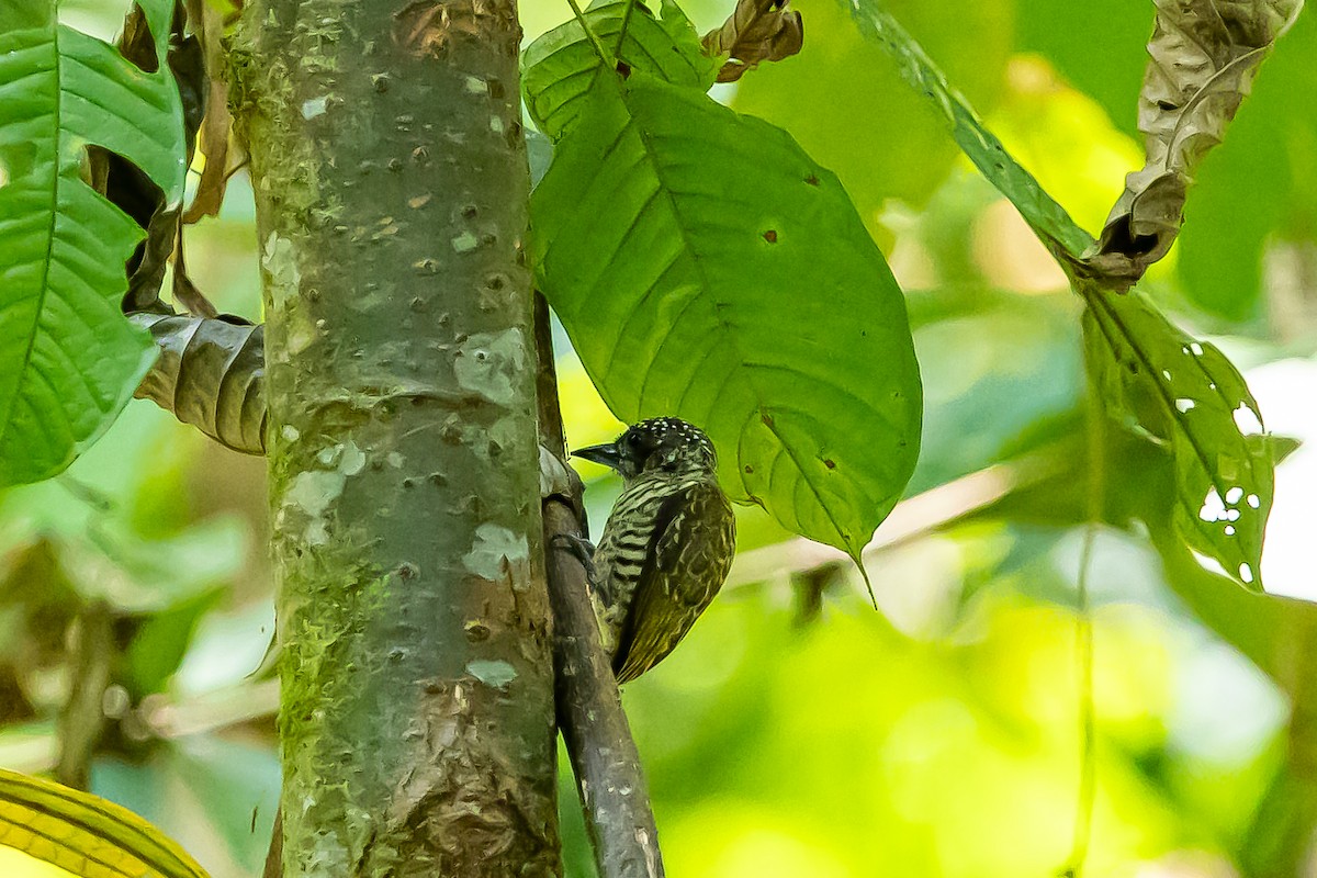 Lafresnaye's Piculet - ML636409509