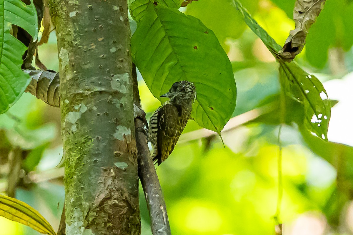 Lafresnaye's Piculet - ML636409510