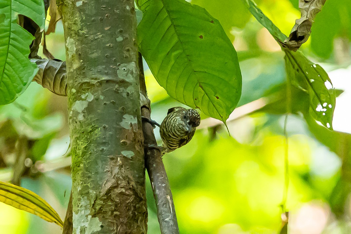 Lafresnaye's Piculet - ML636409513