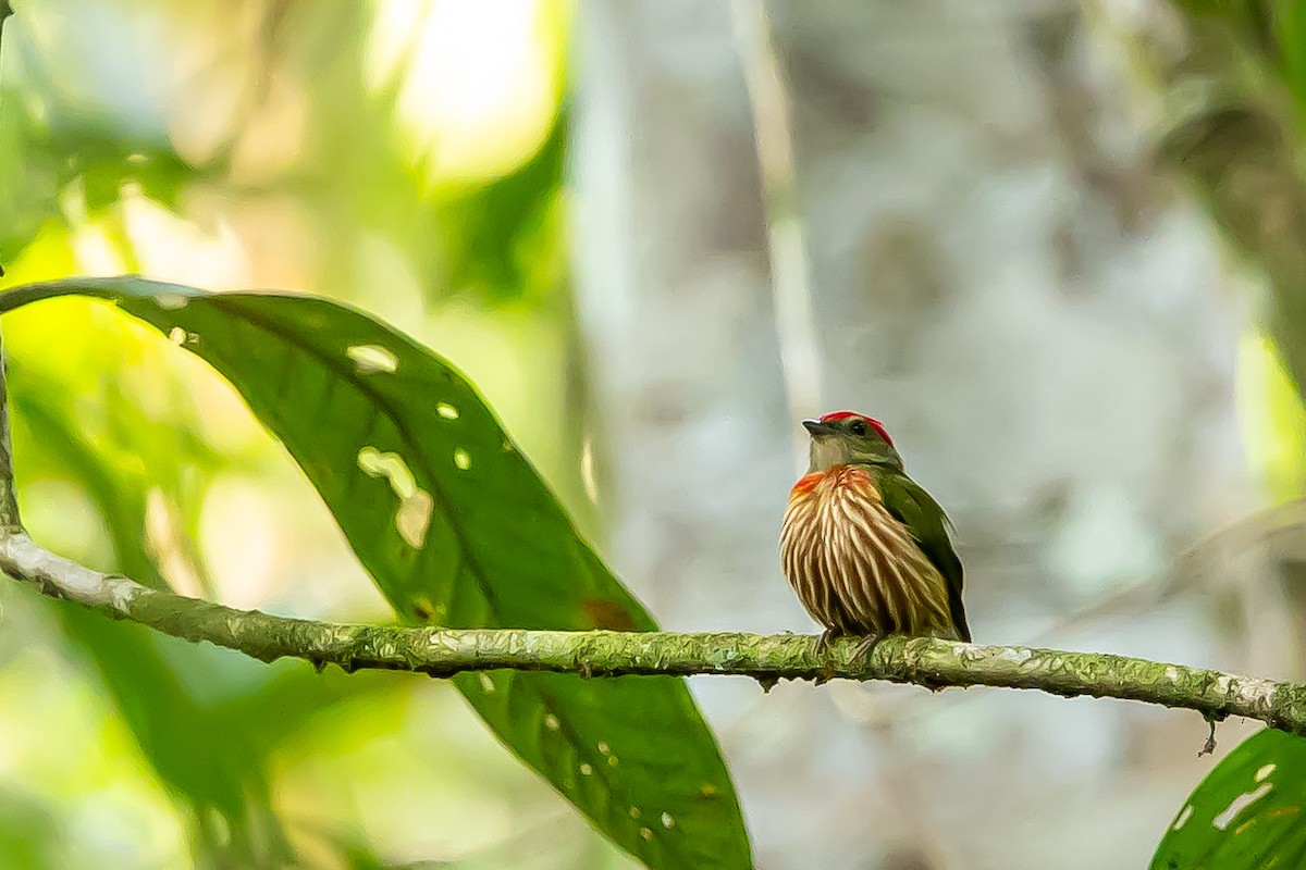 Striolated Manakin - ML636409568