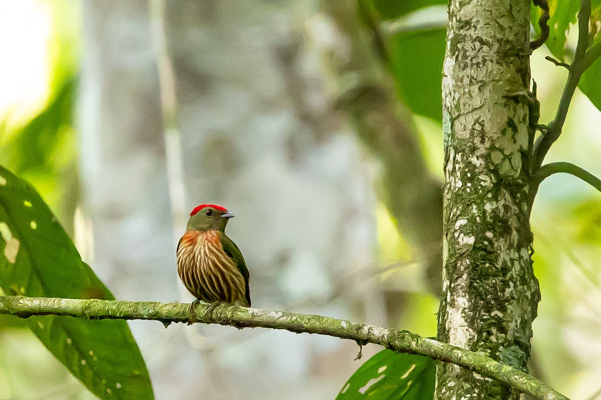 Striolated Manakin - ML636409569