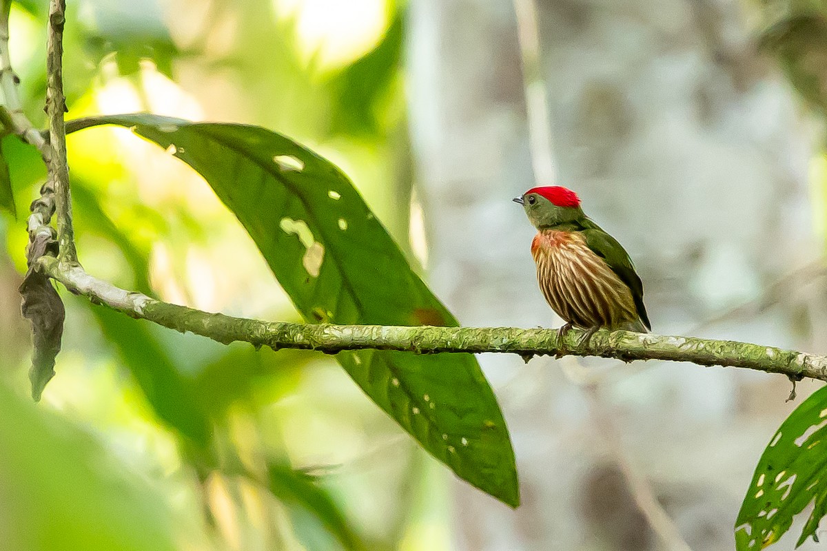 Striolated Manakin - ML636409570