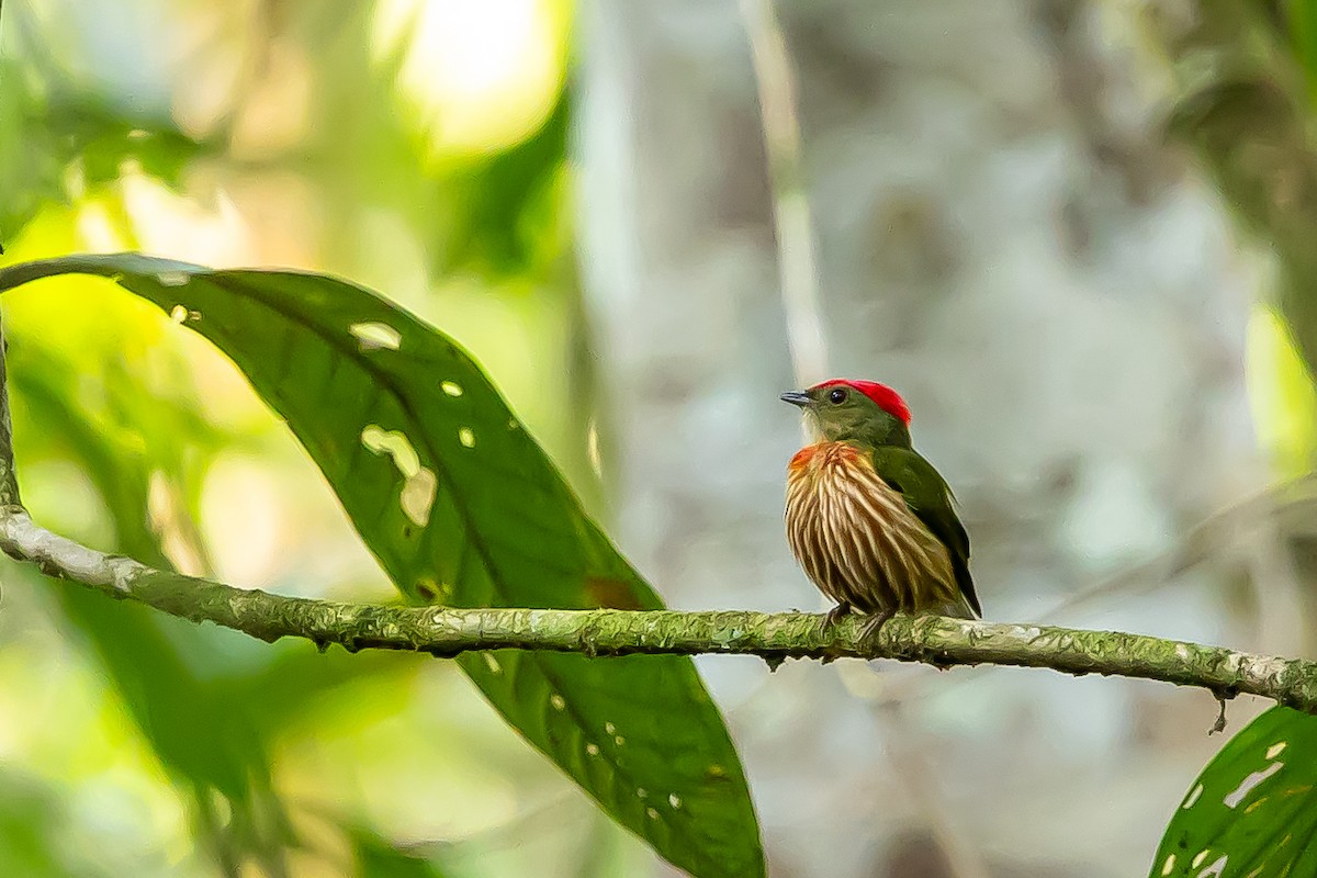 Striolated Manakin - ML636409579