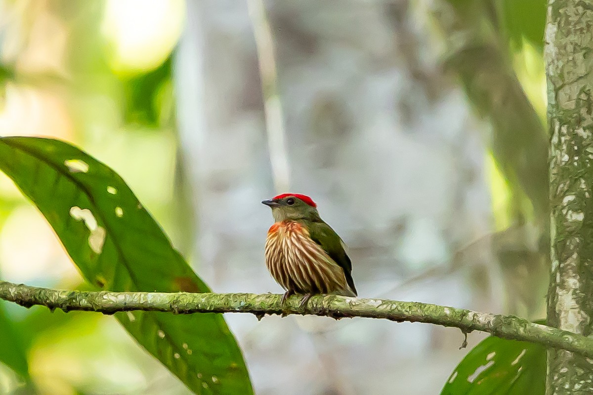 Striolated Manakin - ML636409582