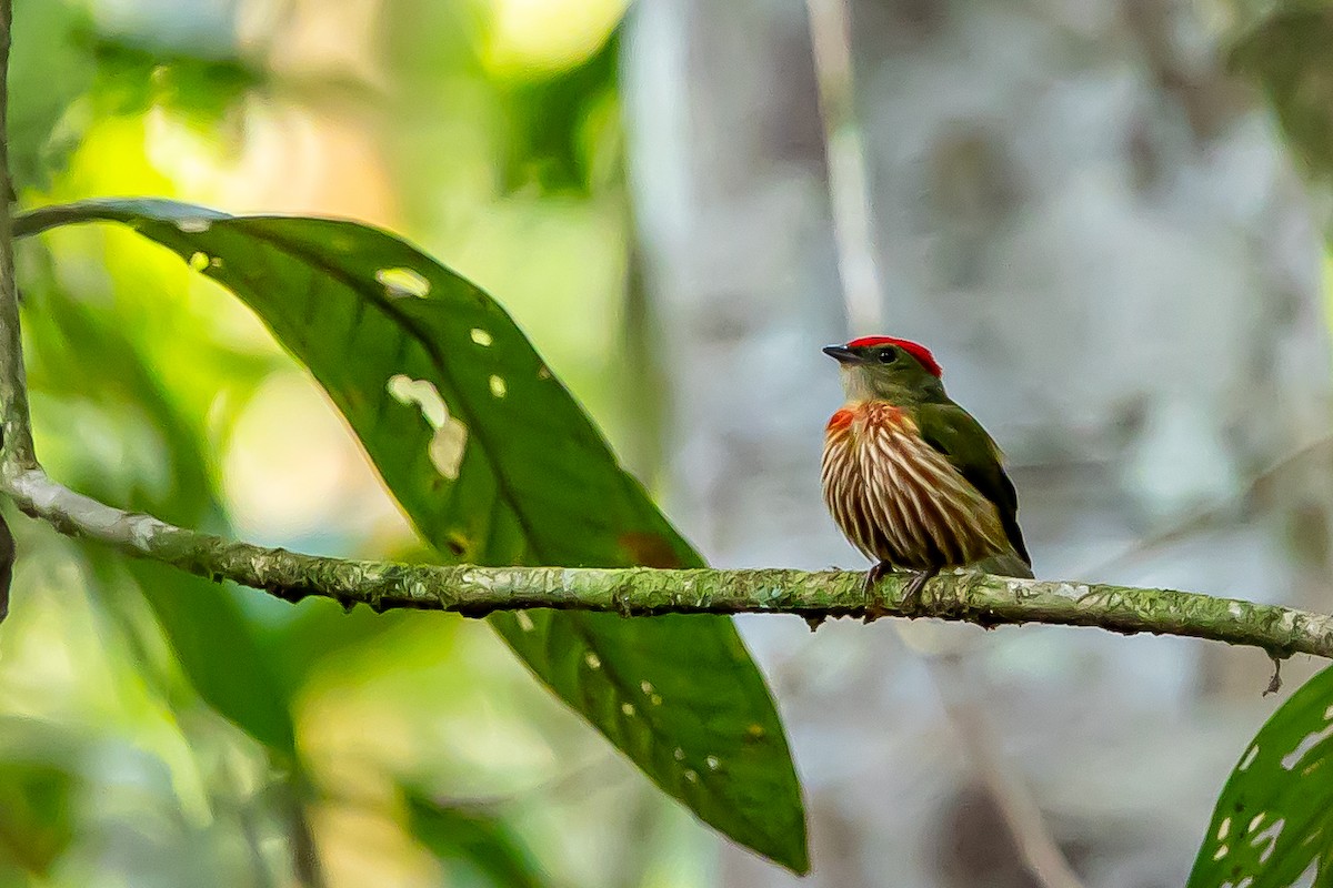 Striolated Manakin - ML636409587