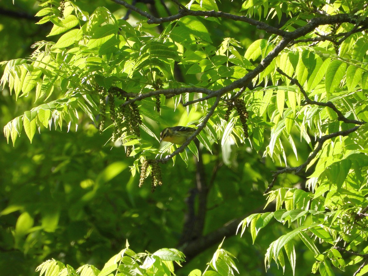 Blackburnian Warbler - ML636409844