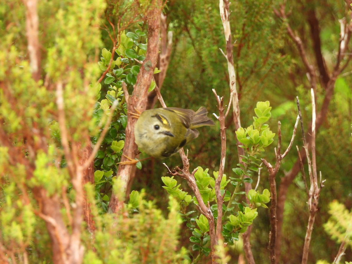 Goldcrest (Western Azores) - ML636409880
